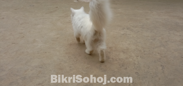 পার্শিয়ান বিড়াল